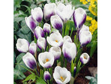 ��-��-�� ��-������-���� ��-��� ��-��� 49 ���. ��. (� �������� 10 ��.). ������ 10-15 ��. ������� ������ 3 ��..jpg