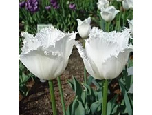 �������� ����������� ��-�� ��-��� ���. ����2.jpg