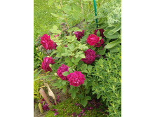 ������ �������