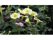 ������� ����������� ������ ����������