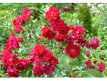 DSC 05721.JPG