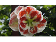 ��������� ������