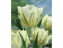 �������� �������� ������ ���-��� ����-���� ���. ����..jpg