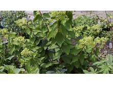 ����������� �����������