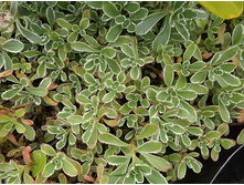 ������ ��������