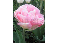 �������� �������� ������� ���-����� 132,3 ���. ��. (� �������� 7 ��.). ������ �� 50 ��. ������� ������ �� 10 ��..jpg