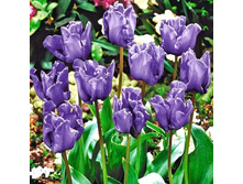 ������� ���������� ��-� ���-��� ���. ����.jpg