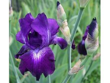 ���� ����������