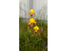 P 20170624 190134.jpg