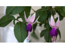 Shadow Dancer Carolina