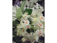 2017-06-04 01.56.33.jpg