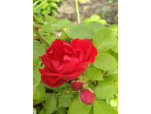 IMG 20170723 102403.jpg