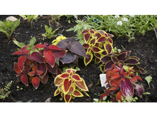 �������