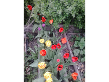 2016-05-03 16.15.02.jpg