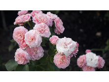 ���������� Bailando