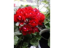 2016-06-06 12.27.53.jpg