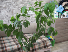 IMG 1160.JPG