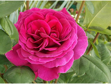 ��� �����