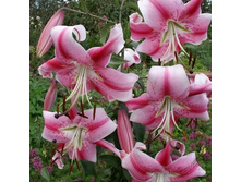 ����� �-�� �� ���. ����.jpg