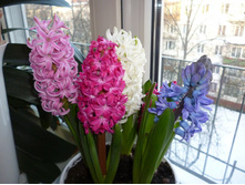 �������� ����.jpg