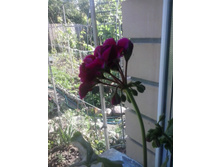 2016-05-26 16.39.30.jpg