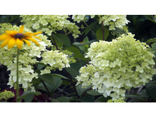 ������ �����