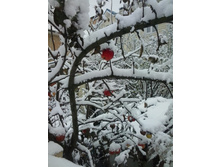 2016-11-05 15.05.08.jpg