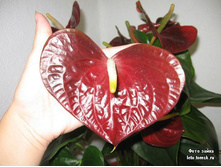�������� �����  (Anthurium Otazu Brown)-