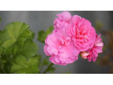 ���������� ������������ pac Pink Sybil