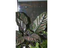 ������� ����������