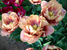 �������� �������� ������ �� ��-�� ��-�� ���. ����.jpg