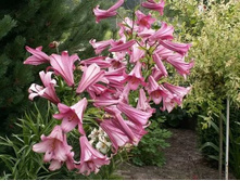 ����� ��-�� ���-����� ���. ����2.jpg