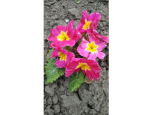 IMG 20170506 093611.jpg