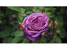 ����� ����