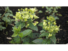 ��������� ����������� ������ ���� Rencolor