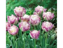 �������� �������� ������� ��-�� ���-��� ���. ����..jpg