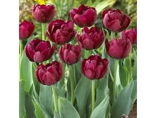 �������� �������� ������� ���-����� ���. ����.jpg