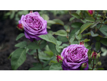 ����� ����