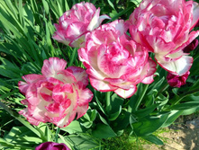 �������� �������� ������� ���-��� ���. ����.jpg