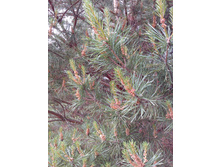 IMG 20170623 130100.jpg