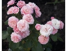 ���������� Bailando