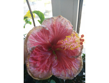 IMG 20170504 060614.jpg