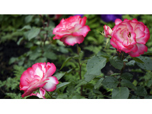 Jubile du Prince de Monaco