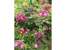 �������� ���