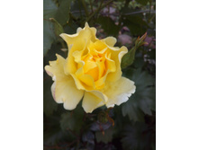 IMG 20170707 175718.jpg