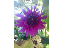 2015-09-24 15.31.45.jpg