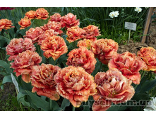 �������� �������� ������ ���-���� ��-� ���. ����3..jpg