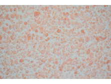 Silk Plaster Relief 328.JPG