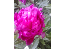 2016-06-06 17.18.13.jpg