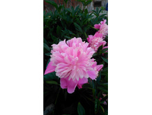 ���� ��������